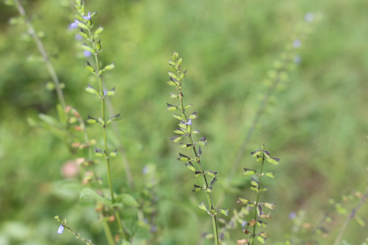 Salvia tiliifolia Vahl